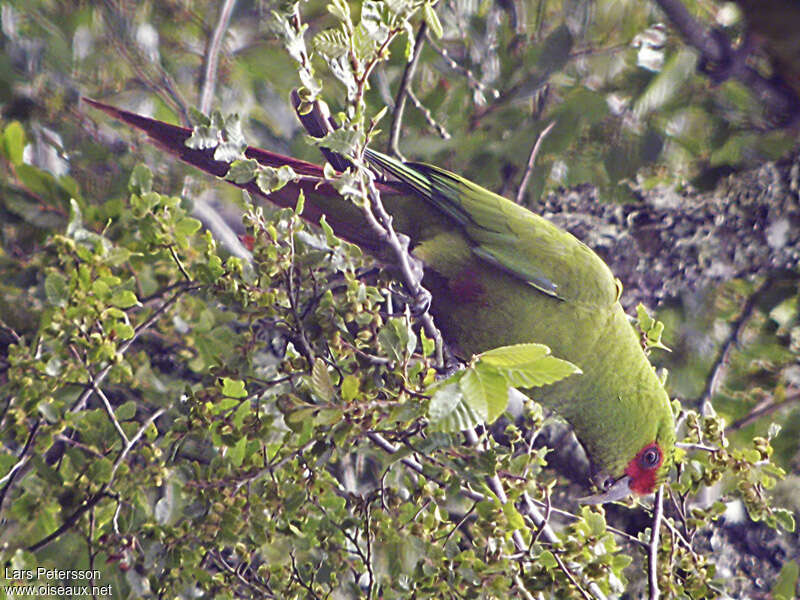 Conure à long becadulte, identification