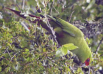 Conure à long bec