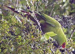 Slender-billed Parakeet