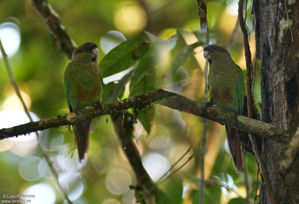 Blood-eared Parakeet