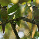 Conure à oreillons