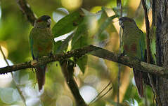 Conure à oreillons