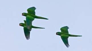 Golden-plumed Parakeet