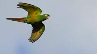 Golden-plumed Parakeet