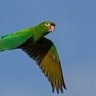 Conure à pinceaux d'or