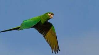 Golden-plumed Parakeet