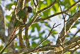 Conure à poitrine grise