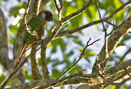 Conure à poitrine grise