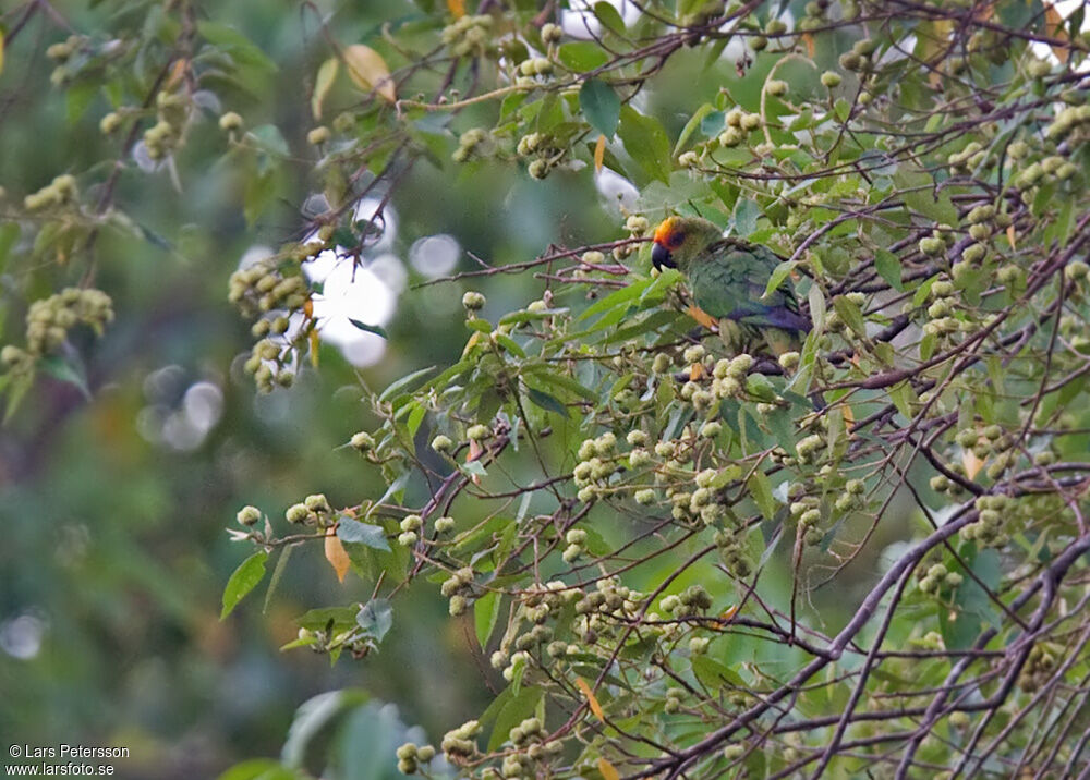 Golden-capped Parakeet