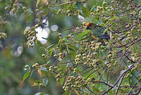 Conure à tête d'or