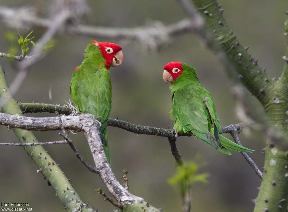 Red-masked Parakeetadult, Behaviour