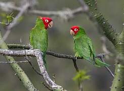 Conure à tête rouge