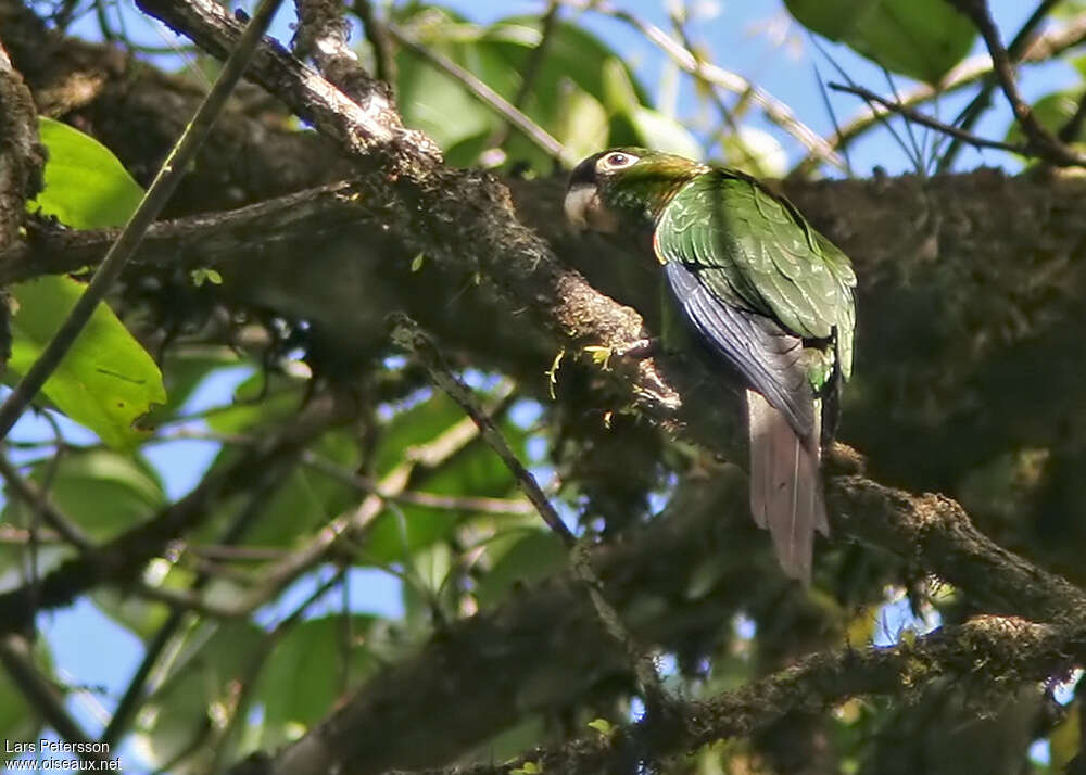 Conure aile-de-feuadulte, identification