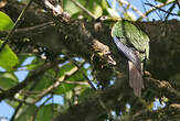 Conure aile-de-feu