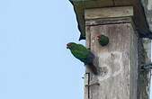 Conure d'Orcès