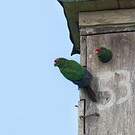 Conure d'Orcés