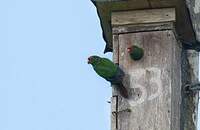 Conure d'Orcès