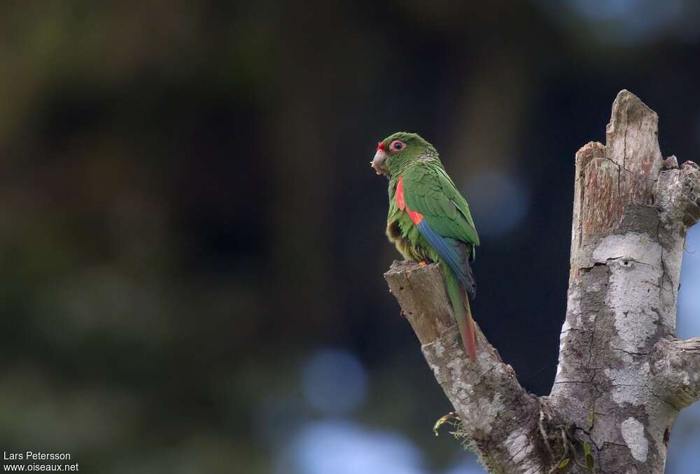 El Oro Parakeet