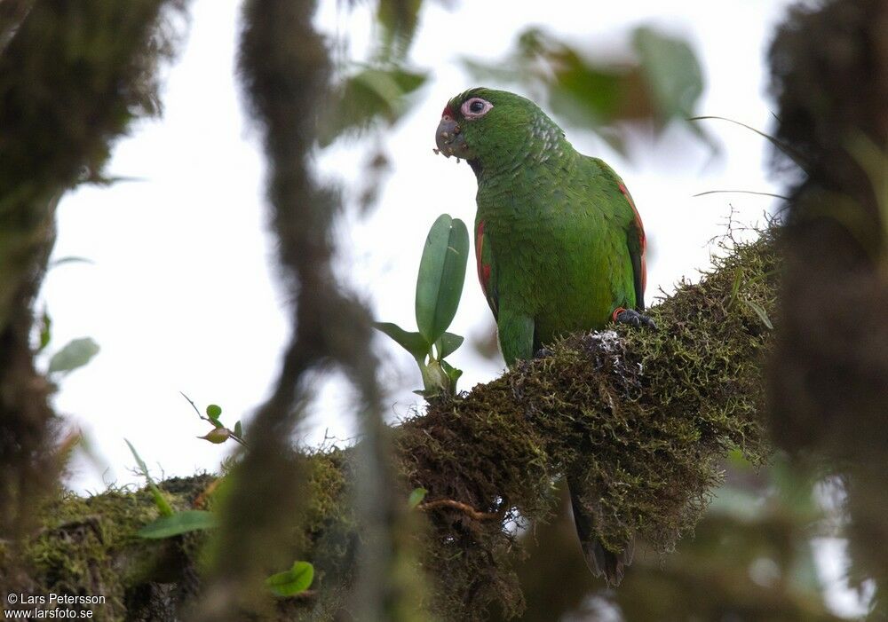 El Oro Parakeet