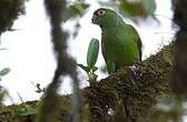 Conure d'Orcès