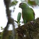 Conure d'Orcés