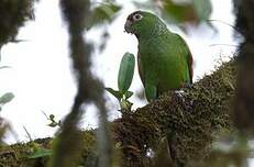 Conure d'Orcès