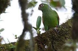 El Oro Parakeet