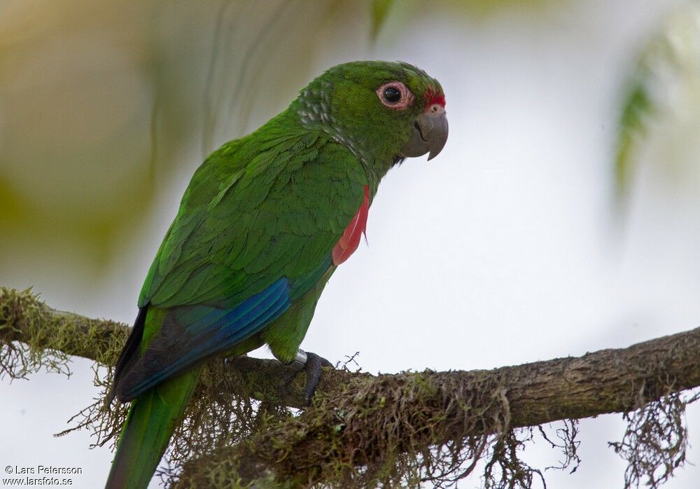 Conure d'Orcès