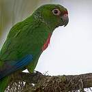 Conure d'Orcés