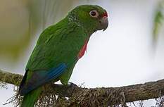 Conure d'Orcès