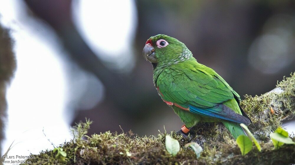 Conure d'Orcès