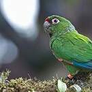Conure d'Orcés
