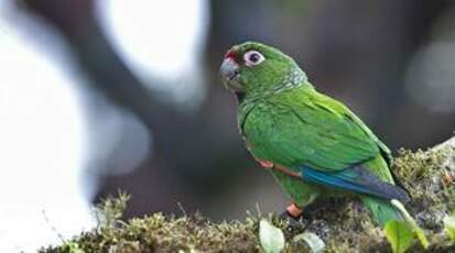 Conure d'Orcès