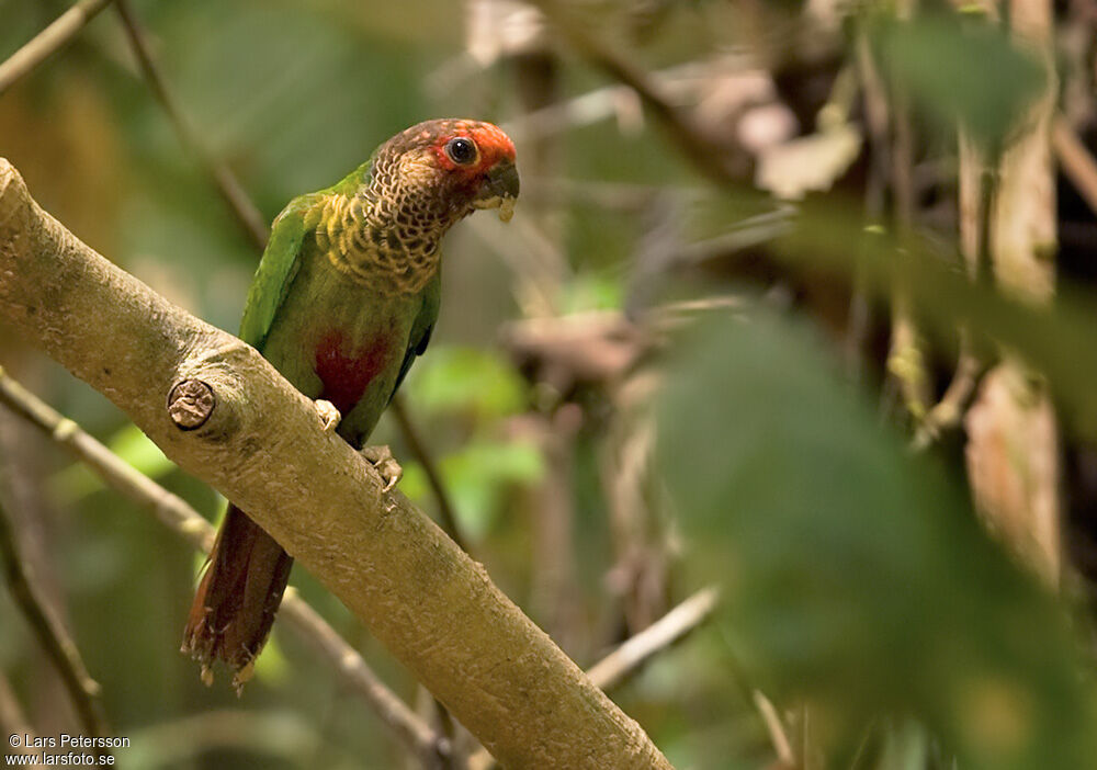 Conure rougissante