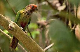 Rose-fronted Parakeet