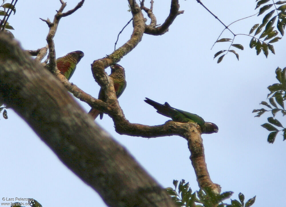 Conure versicolore