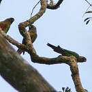 Conure versicolore