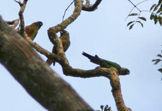 Conure versicolore