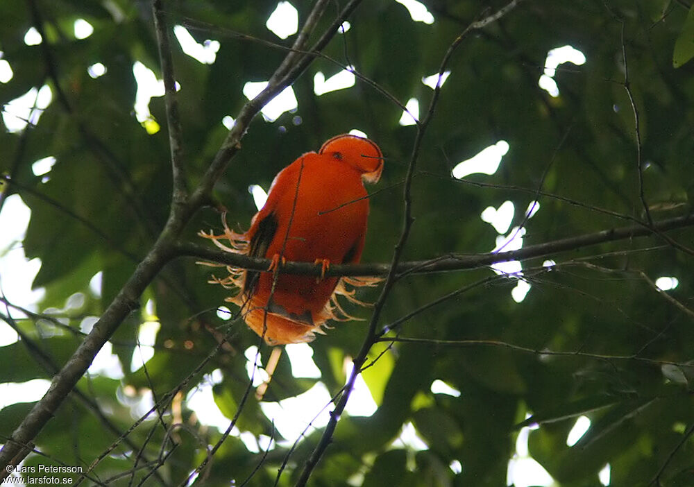 Guianan Cock-of-the-rock