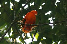 Guianan Cock-of-the-rock