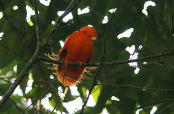 Coq-de-roche orange