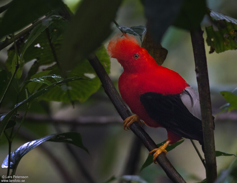 Andean Cock-of-the-rock