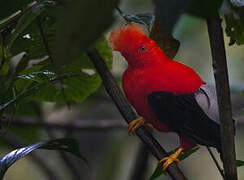 Andean Cock-of-the-rock