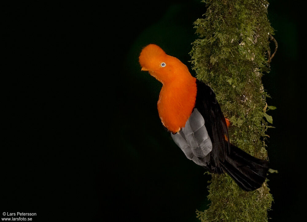 Andean Cock-of-the-rock