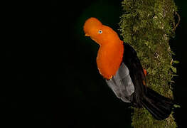 Andean Cock-of-the-rock