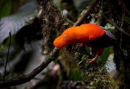 Andean Cock-of-the-rock