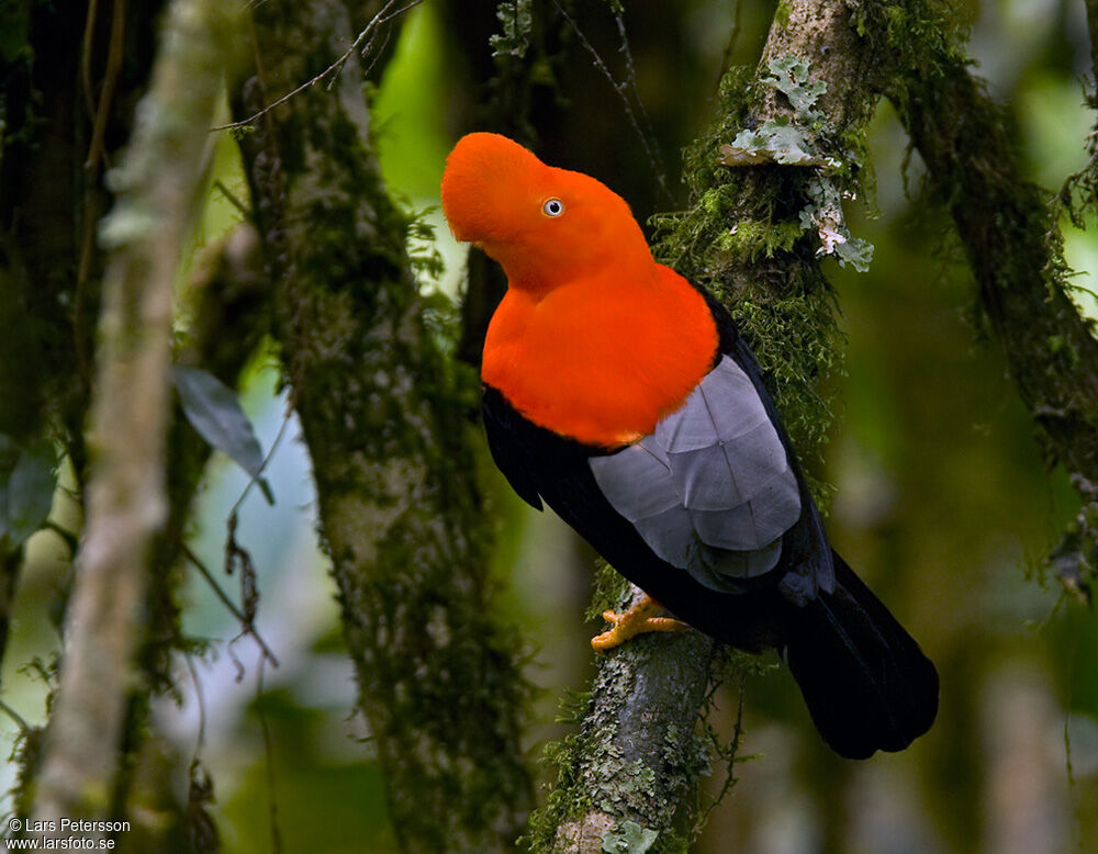 Andean Cock-of-the-rock