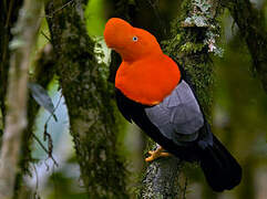 Andean Cock-of-the-rock