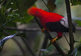 Andean Cock-of-the-rock