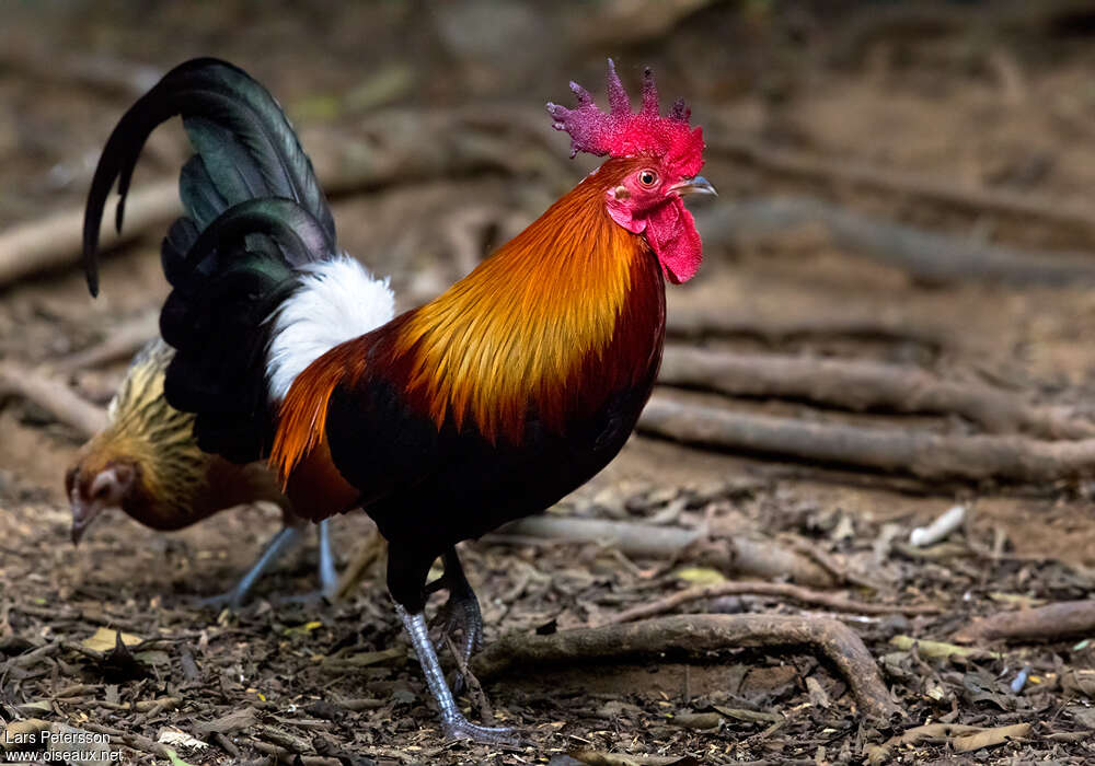 Coq bankiva mâle adulte, identification